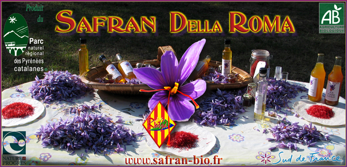 Recolte Safran Bio Terroir Catalan