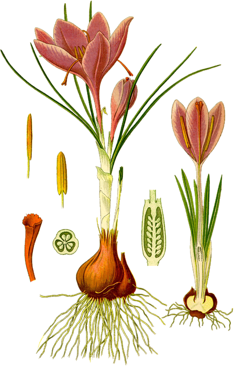 Crocus Sativus